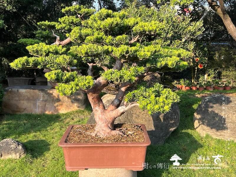 img 8560 [晶鑽羅漢松]等待，是為了下一次的蛻變(74) 蛻變專題(The plan)