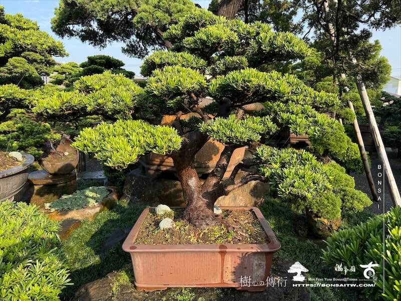 img 8561 [晶鑽羅漢松]等待，是為了下一次的蛻變(74) 蛻變專題(The plan)