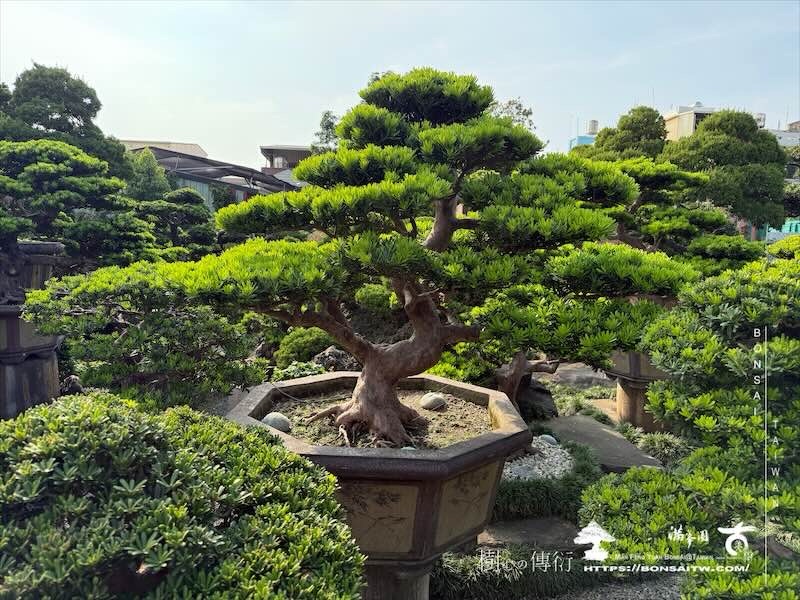 img 8567 [晶鑽羅漢松]等待，是為了下一次的蛻變(154) 蛻變專題(The plan)