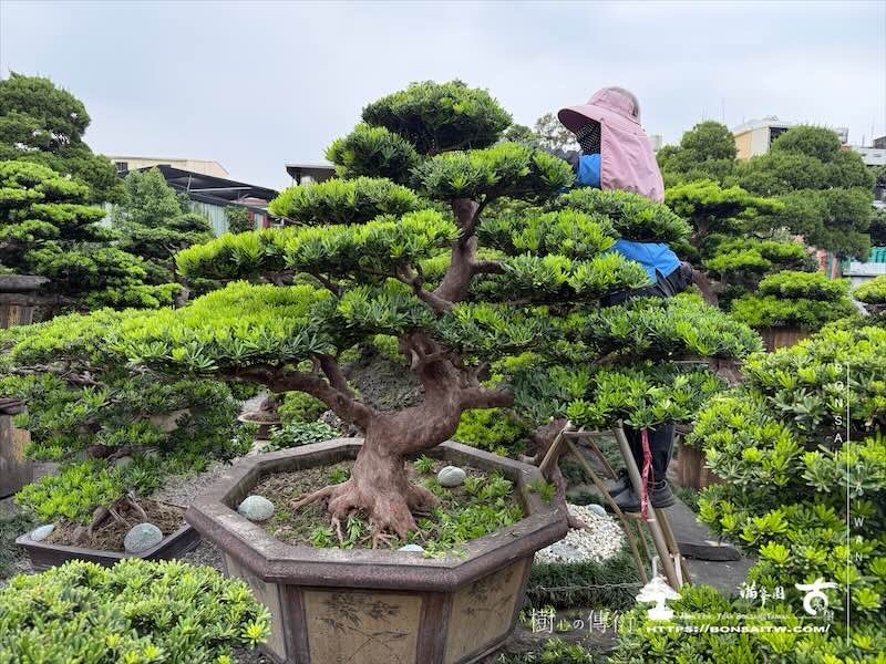 img 8568 [晶鑽羅漢松]等待，是為了下一次的蛻變(154) 蛻變專題(The plan)