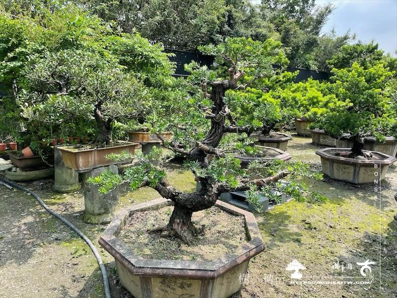 img 8570 [晶鑽羅漢松]等待，是為了下一次的蛻變(154) 蛻變專題(The plan)