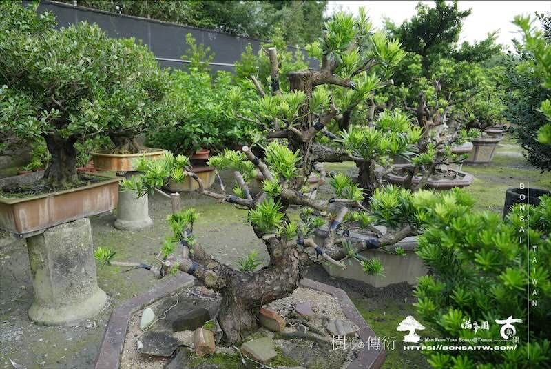 img 8571 [晶鑽羅漢松]等待，是為了下一次的蛻變(154) 蛻變專題(The plan)