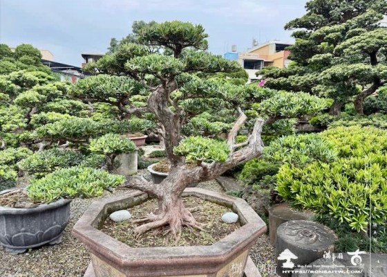 img 8781 [晶鑽羅漢松]等待，是為了下一次的蛻變(155) 等待，是為了下一次的蛻變