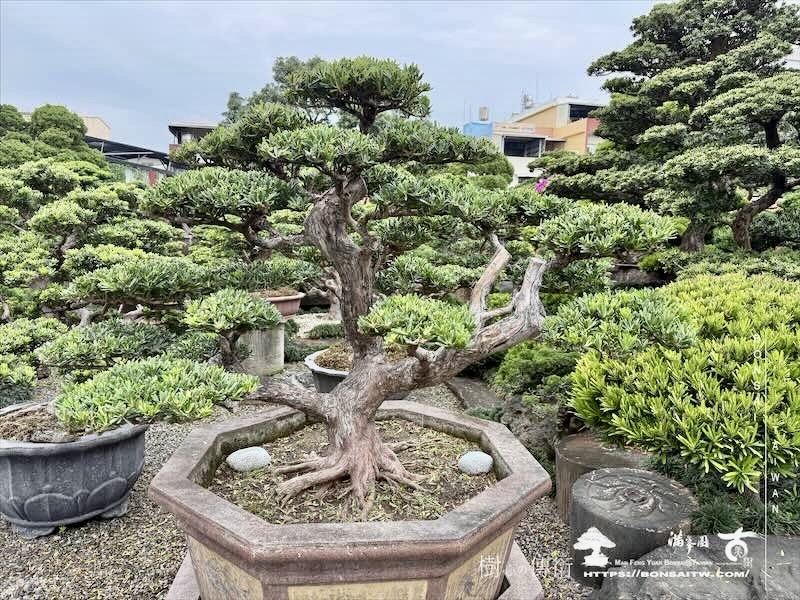img 8781 [晶鑽羅漢松]等待，是為了下一次的蛻變(155) 盆栽(Bonsai)