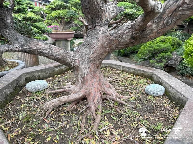 img 8782 [晶鑽羅漢松]等待，是為了下一次的蛻變(155) 盆栽(Bonsai)