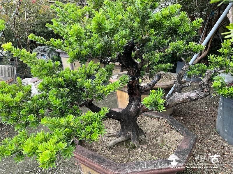 img 8783 [晶鑽羅漢松]等待，是為了下一次的蛻變(155) 盆栽(Bonsai)