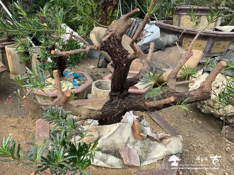 img 8865 [晶鑽羅漢松]等待，是為了下一次的蛻變(155) 盆栽(Bonsai)