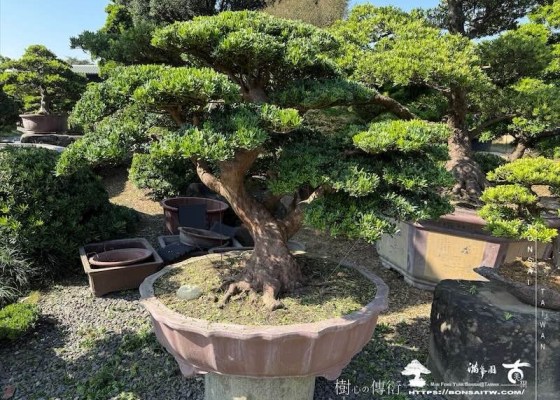 img 0487 [晶鑽羅漢松]等待，是為了下一次的蛻變(156) 等待，是為了下一次的蛻變