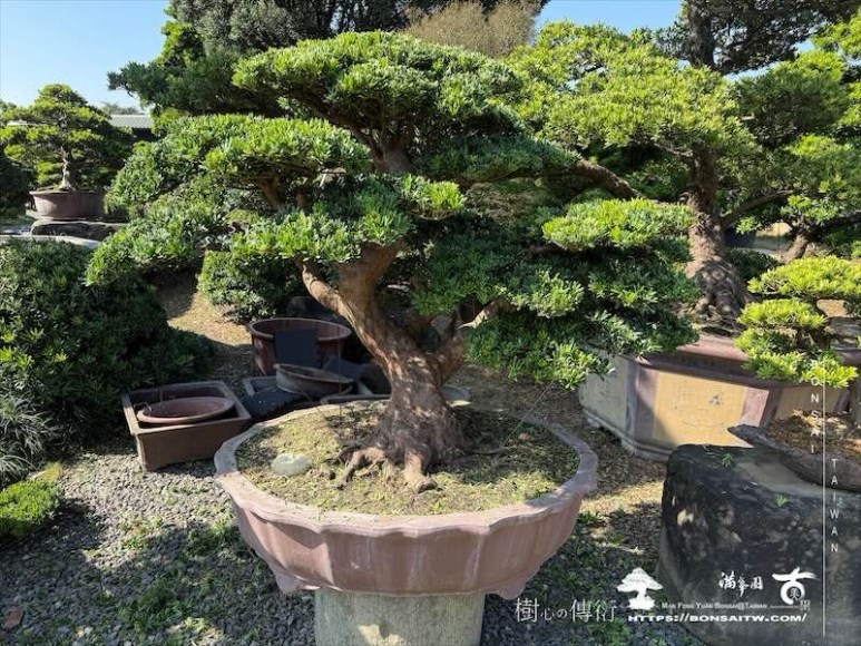 img 0487 [晶鑽羅漢松]等待，是為了下一次的蛻變(156) 盆栽(Bonsai)