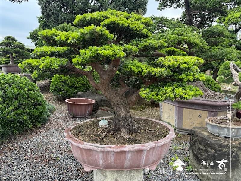 img 0488 [晶鑽羅漢松]等待，是為了下一次的蛻變(156) 盆栽(Bonsai)