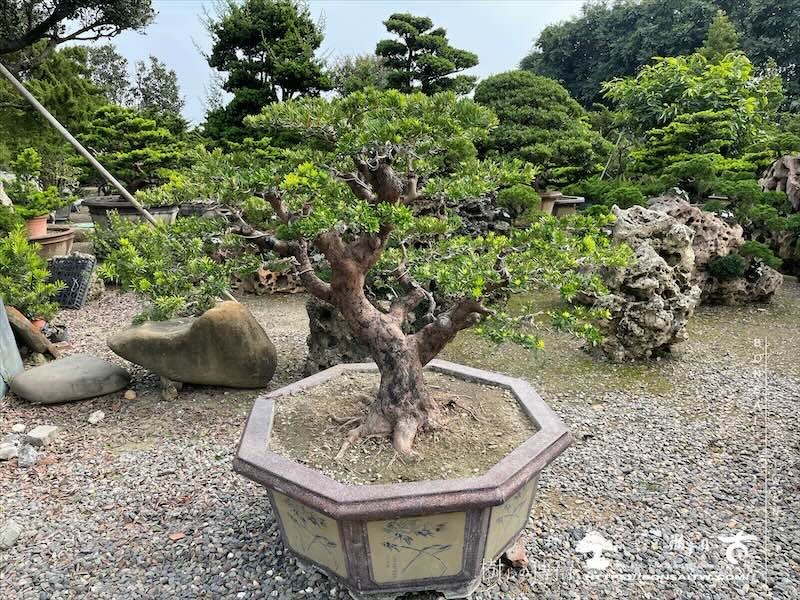 img 0494 [晶鑽羅漢松]等待，是為了下一次的蛻變(156) 盆栽(Bonsai)