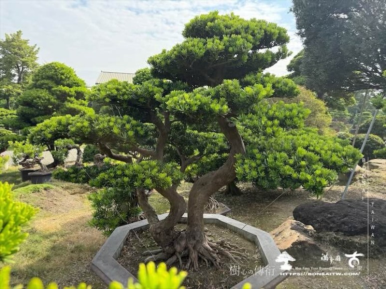 img 1330 [晶鑽羅漢松]等待，是為了下一次的蛻變(157) 蛻變專題(The plan)