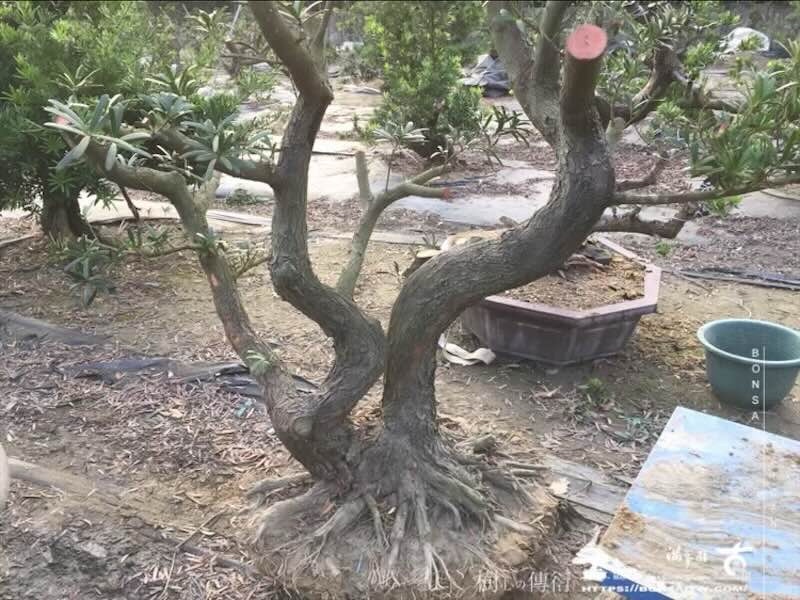 img 1332 [晶鑽羅漢松]等待，是為了下一次的蛻變(157) 蛻變專題(The plan)