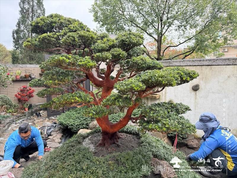 img 2775 [我們的作品]庭園設計-案0122 客戶案例