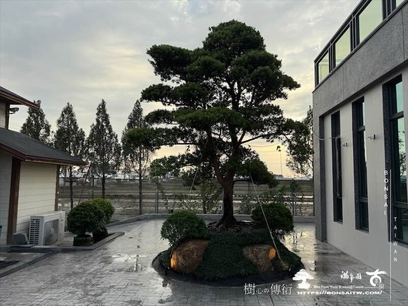 img 5969 [我們的作品]庭園設計-案020203 大型庭園樹專區(Garden Tree)