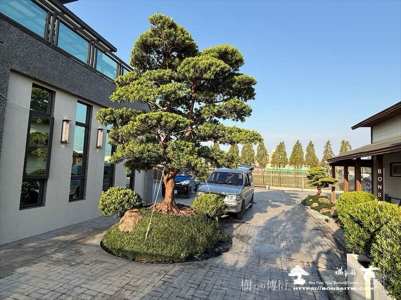 img 5971 [我們的作品]庭園設計-案020203 大型庭園樹專區(Garden Tree)