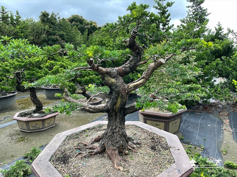 img 1867 [晶鑽羅漢松]等待，是為了下一次的蛻變(158) 蛻變專題(The plan)