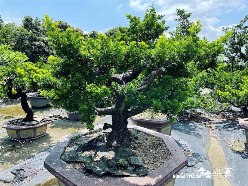 img 1868 [晶鑽羅漢松]等待，是為了下一次的蛻變(158) 蛻變專題(The plan)