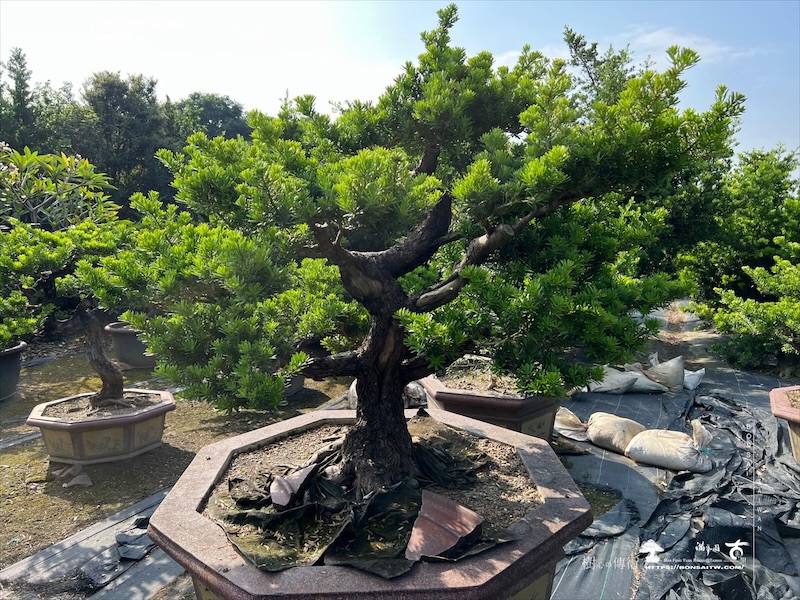 img 1869 [晶鑽羅漢松]等待，是為了下一次的蛻變(158) 蛻變專題(The plan)