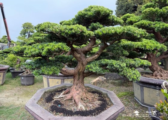 img 1870 [晶鑽羅漢松]等待，是為了下一次的蛻變(158) 露台造景