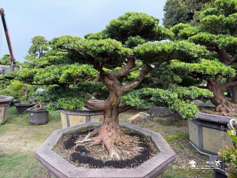 img 1870 [晶鑽羅漢松]等待，是為了下一次的蛻變(158) 蛻變專題(The plan)