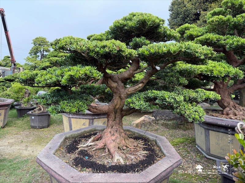 img 1870 [晶鑽羅漢松]等待，是為了下一次的蛻變(158) 蛻變專題(The plan)