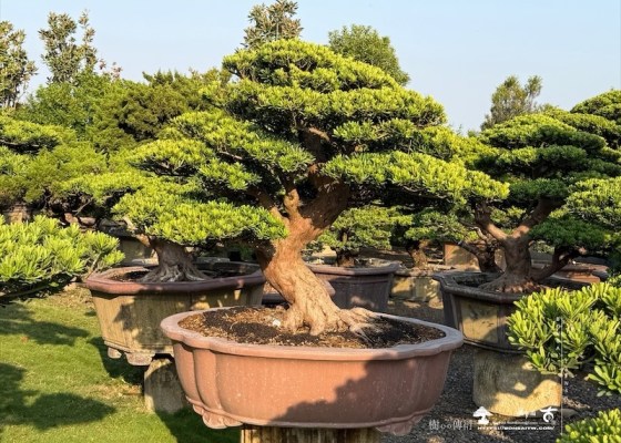 img 3248 [晶鑽羅漢松]等待，是為了下一次的蛻變(105) 晶鑽羅漢松(Diamond Podocarpus costalis)