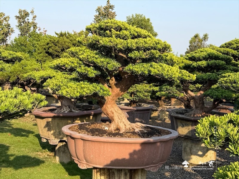 img 3248 [晶鑽羅漢松]等待，是為了下一次的蛻變(105) 盆栽(Bonsai)
