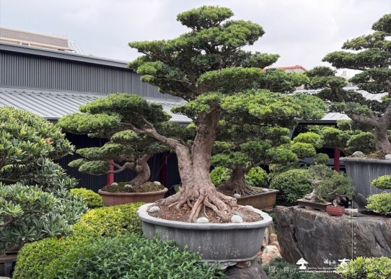 img 3255 [晶鑽羅漢松]等待，是為了下一次的蛻變(99) 露台造景