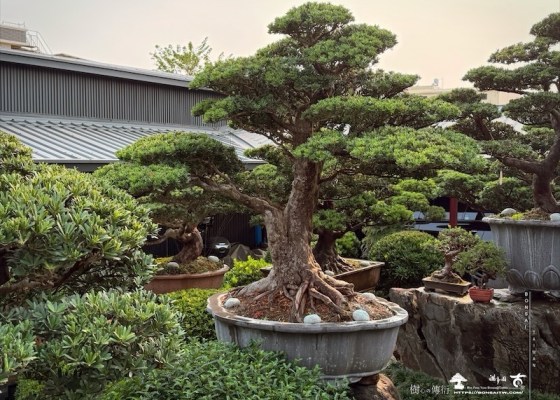 img 3621 [晶鑽羅漢松]等待，是為了下一次的蛻變(99) 露台造景
