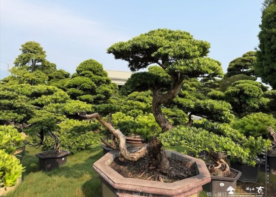 img 4671 [晶鑽羅漢松]等待，是為了下一次的蛻變(160) 客戶案例