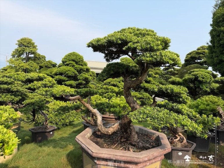 img 4671 [晶鑽羅漢松]等待，是為了下一次的蛻變(160) 蛻變專題(The plan)