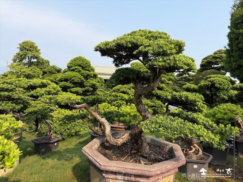 img 4671 [晶鑽羅漢松]等待，是為了下一次的蛻變(160) 蛻變專題(The plan)