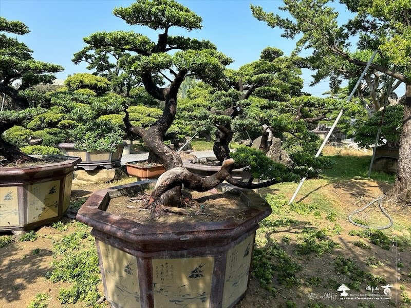 img 4672 [晶鑽羅漢松]等待，是為了下一次的蛻變(160) 蛻變專題(The plan)