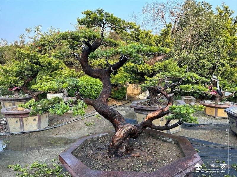 img 4675 [晶鑽羅漢松]等待，是為了下一次的蛻變(160) 蛻變專題(The plan)