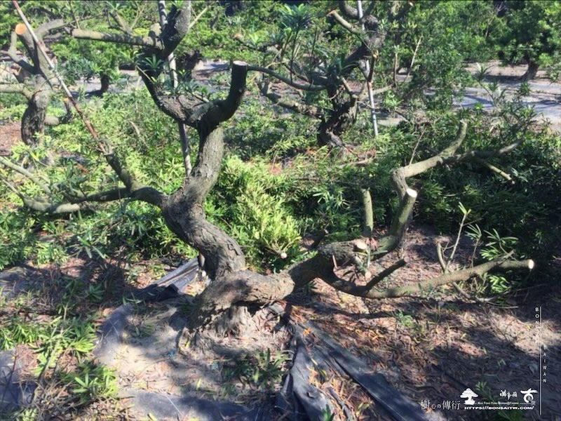 img 4677 [晶鑽羅漢松]等待，是為了下一次的蛻變(160) 蛻變專題(The plan)