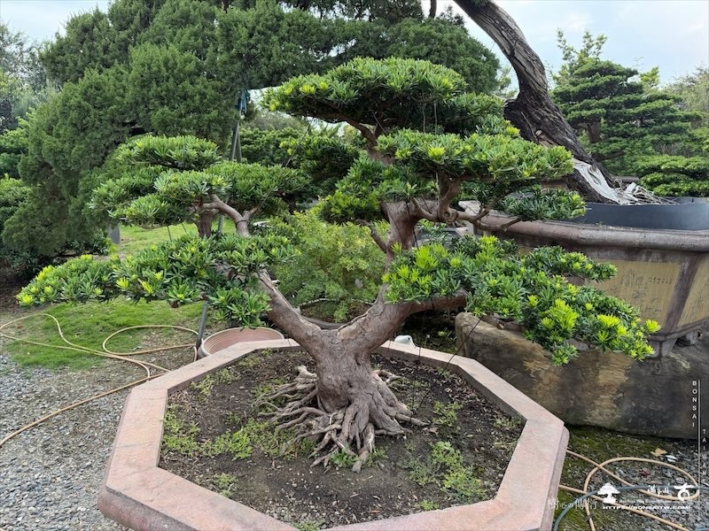 img 4678 [晶鑽羅漢松]等待，是為了下一次的蛻變(159) 盆栽(Bonsai)