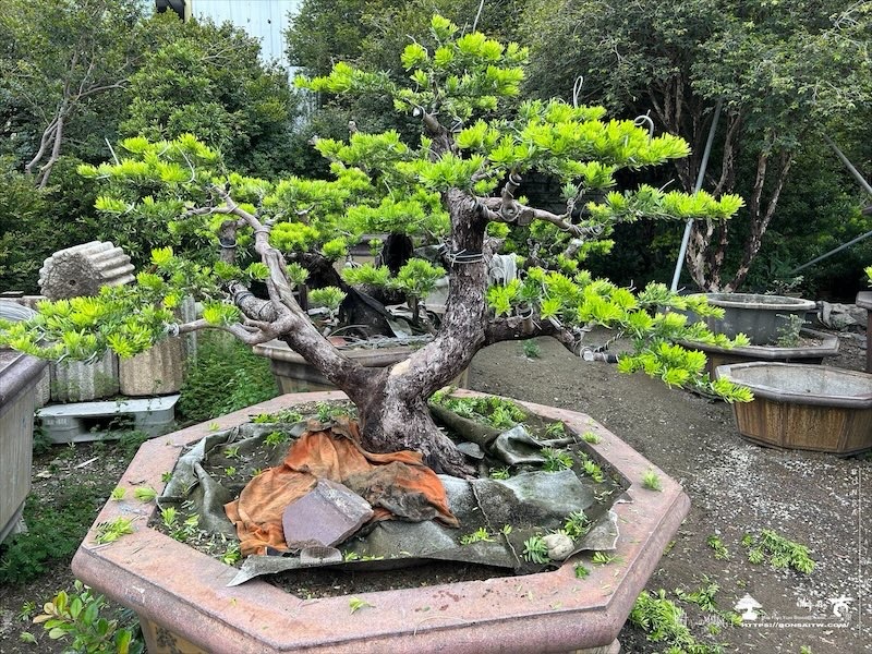 img 4679 [晶鑽羅漢松]等待，是為了下一次的蛻變(159) 盆栽(Bonsai)