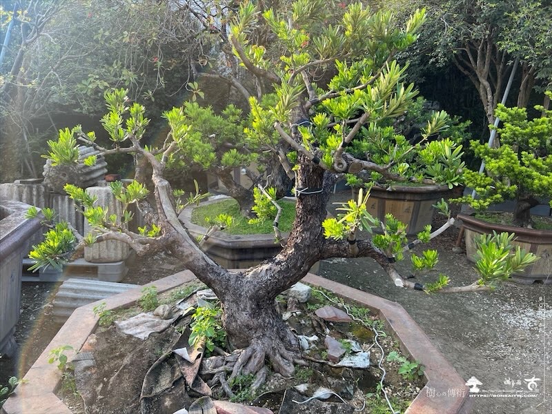 img 4680 [晶鑽羅漢松]等待，是為了下一次的蛻變(159) 盆栽(Bonsai)