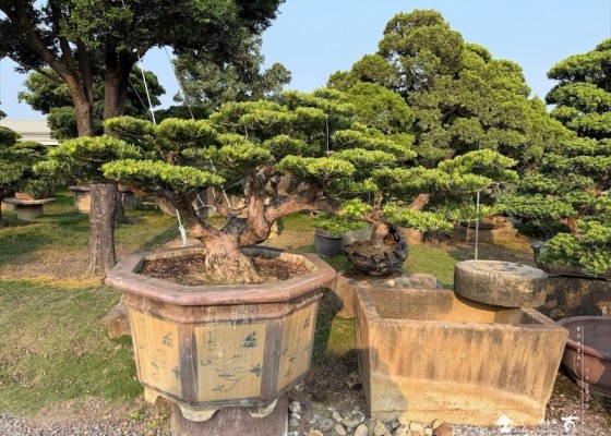 img 4988 [晶鑽羅漢松]等待，是為了下一次的蛻變(161) 客戶案例