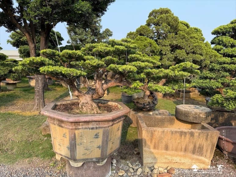 img 4988 [晶鑽羅漢松]等待，是為了下一次的蛻變(161) 盆栽(Bonsai)