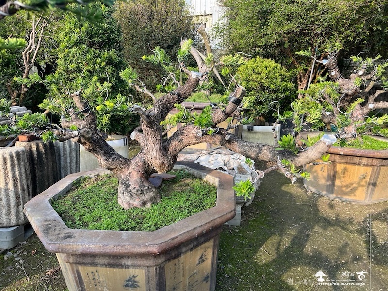 img 4989 [晶鑽羅漢松]等待，是為了下一次的蛻變(161) 盆栽(Bonsai)