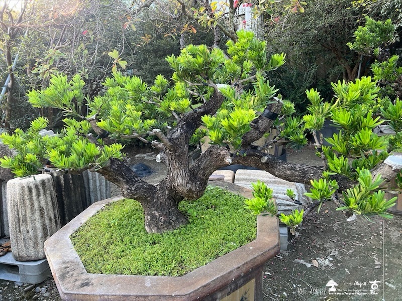 img 4990 [晶鑽羅漢松]等待，是為了下一次的蛻變(161) 盆栽(Bonsai)