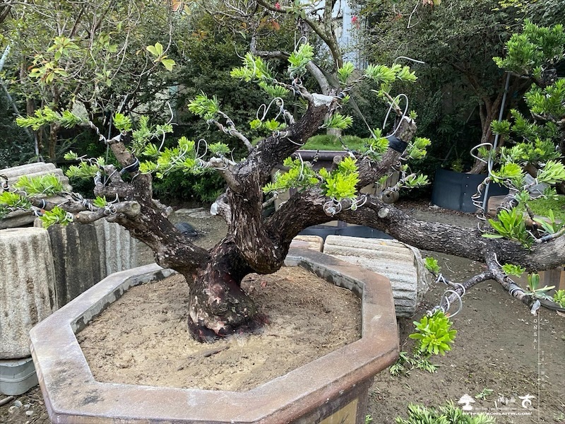 img 4991 [晶鑽羅漢松]等待，是為了下一次的蛻變(161) 盆栽(Bonsai)