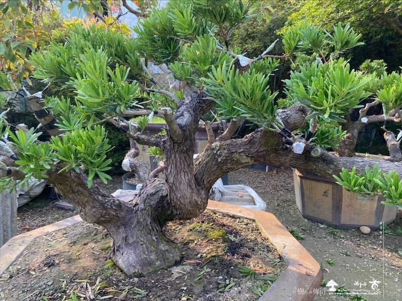 img 4993 [晶鑽羅漢松]等待，是為了下一次的蛻變(161) 盆栽(Bonsai)