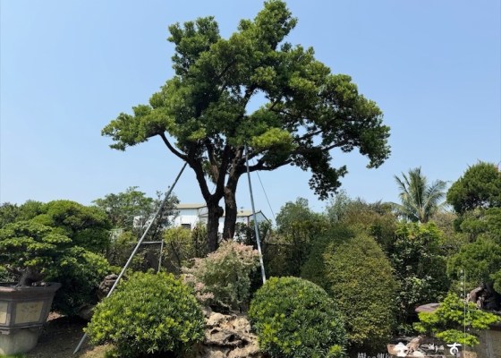 img 5156 [大型庭園樹]蘭嶼羅漢松(041104) 客戶案例