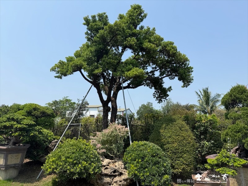 img 5156 [大型庭園樹]蘭嶼羅漢松(041104) 大型庭園樹專區(Garden Tree)