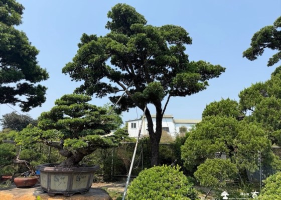 img 5158 [大型庭園樹]蘭嶼羅漢松(041105) 客戶案例