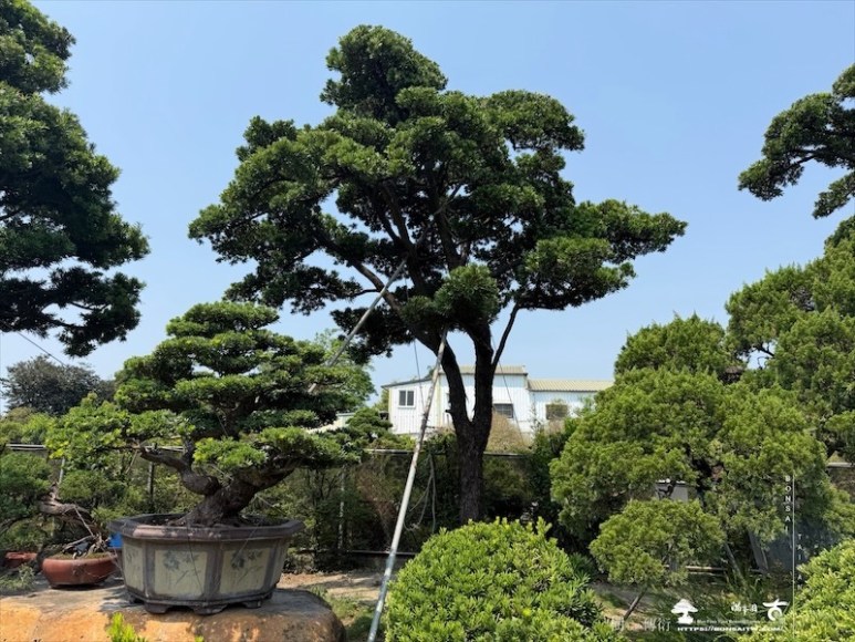 img 5158 [大型庭園樹]蘭嶼羅漢松(041105) 大型庭園樹專區(Garden Tree)