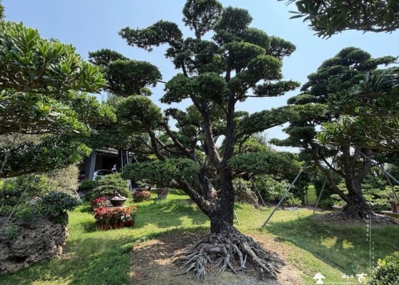 img 5161 [大型庭園樹]蘭嶼羅漢松(041102) 客戶案例